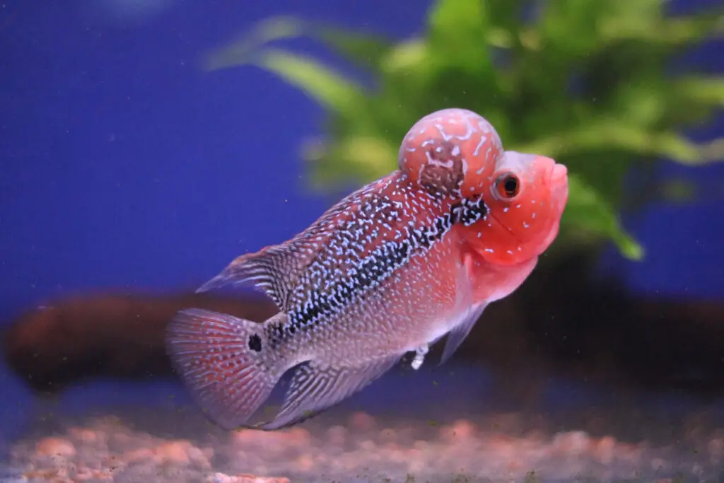 Flowerhorn Cichlid care guide