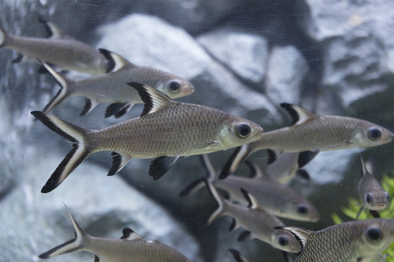 Bala Sharks Care Guide Complete Fact Sheet, Behavior, & Breeding Tips