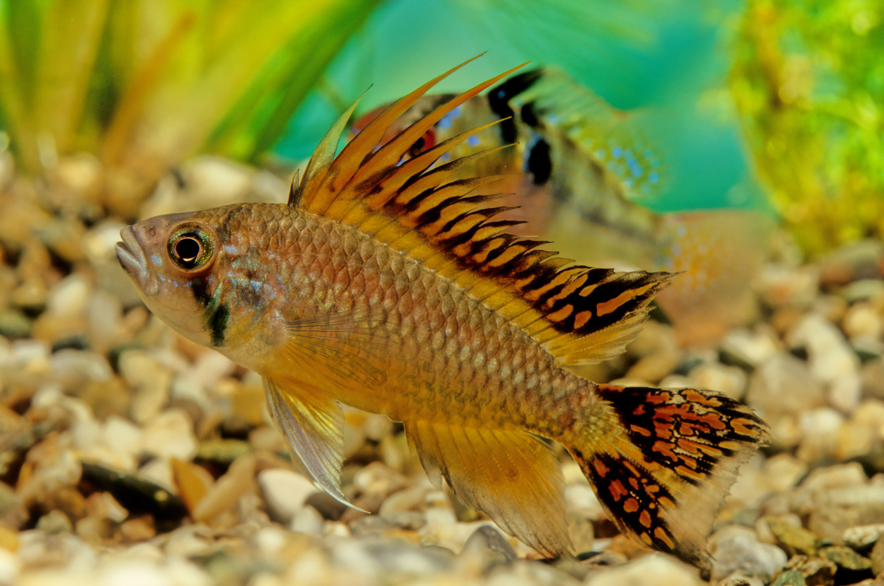 Apistogramma (Dwarf) Cichlid Care: Fact Sheet, Breeding, & Behavior