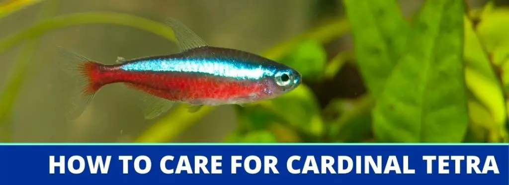 How To Care For Cardinal Tetra: A Complete Fact Sheet, Breeding, Behavior,  and Care Guide - VIVOFISH