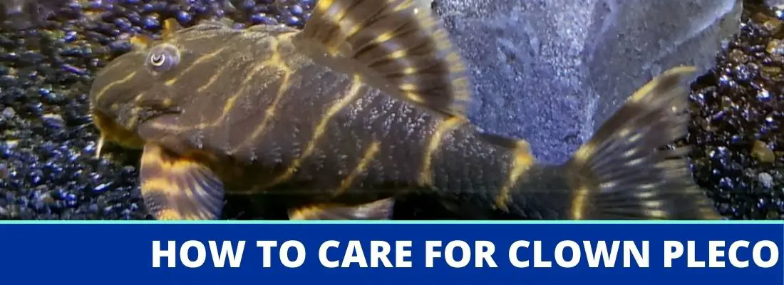 Clown Pleco Care A Full Guide for Your Aquarium Fish