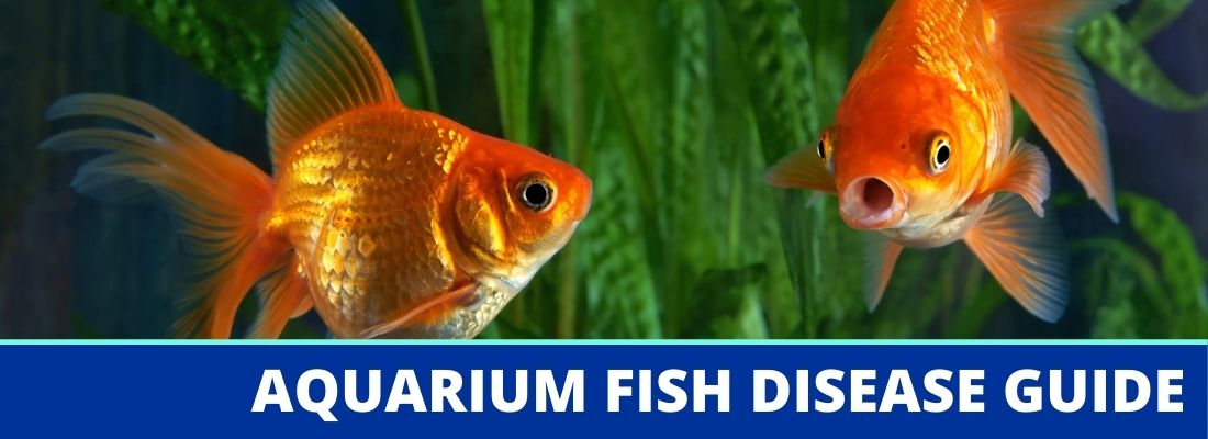 Aquarium Fish Disease Guide and Treatment Options - Fish Disease HeaDer