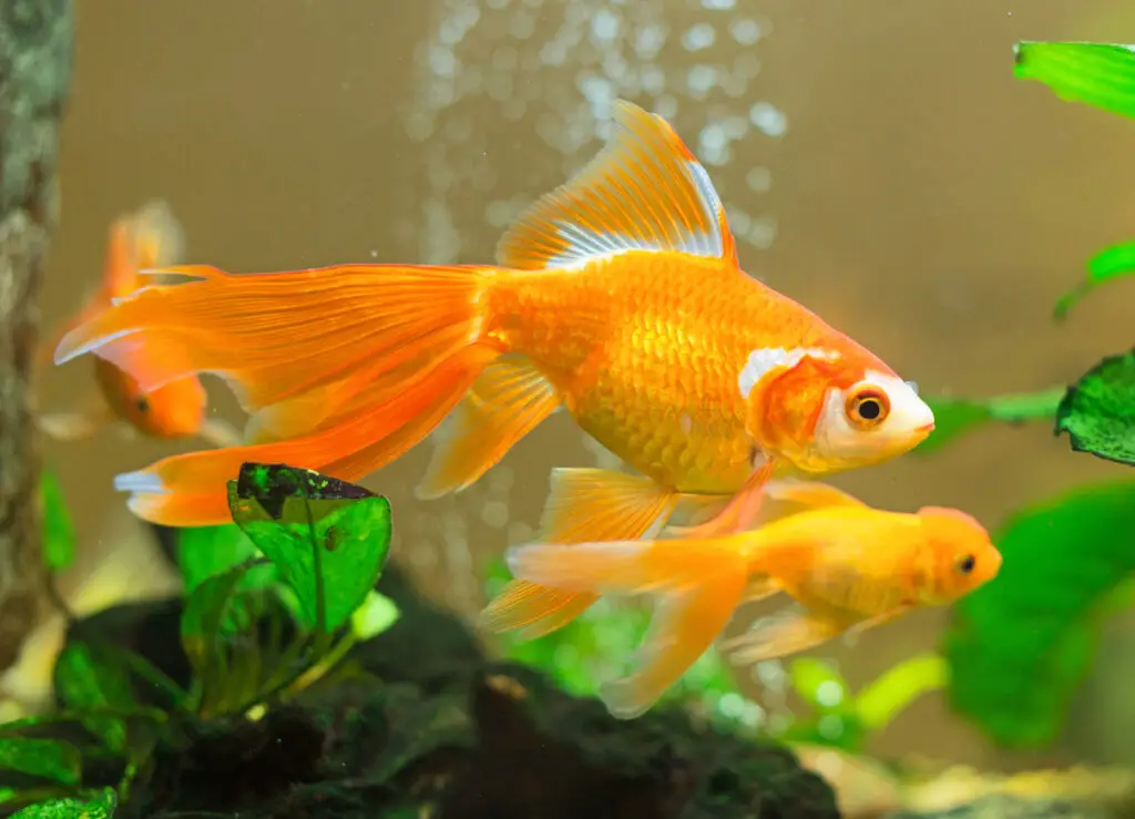 aquarium fish diseases