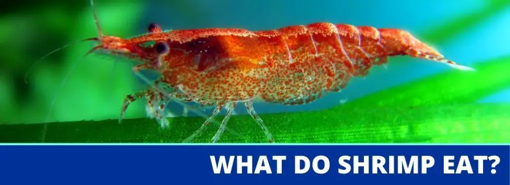 what do shrimp eat header