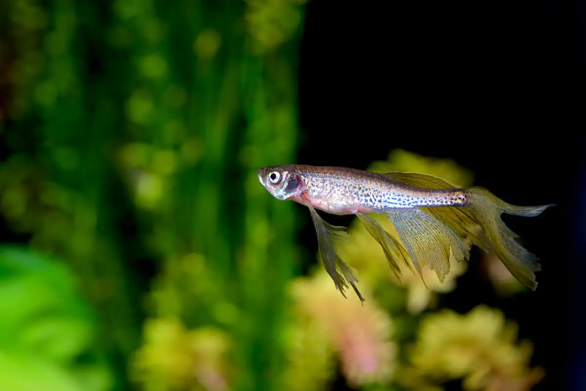How to Care for Zebra Danios Full Care Guide VIVOFISH