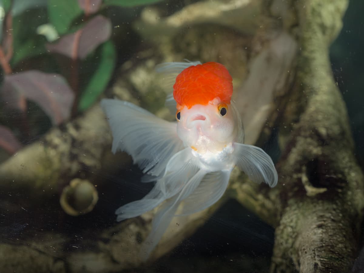 Oranda Goldfish Care: How to Care for Oranda Goldfish with Fact Sheet