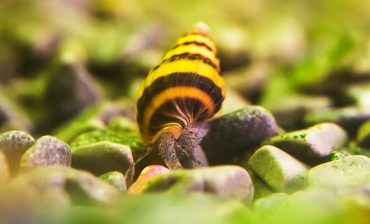 How To Care For Assassin Snails A Complete Fact Sheet, Breeding