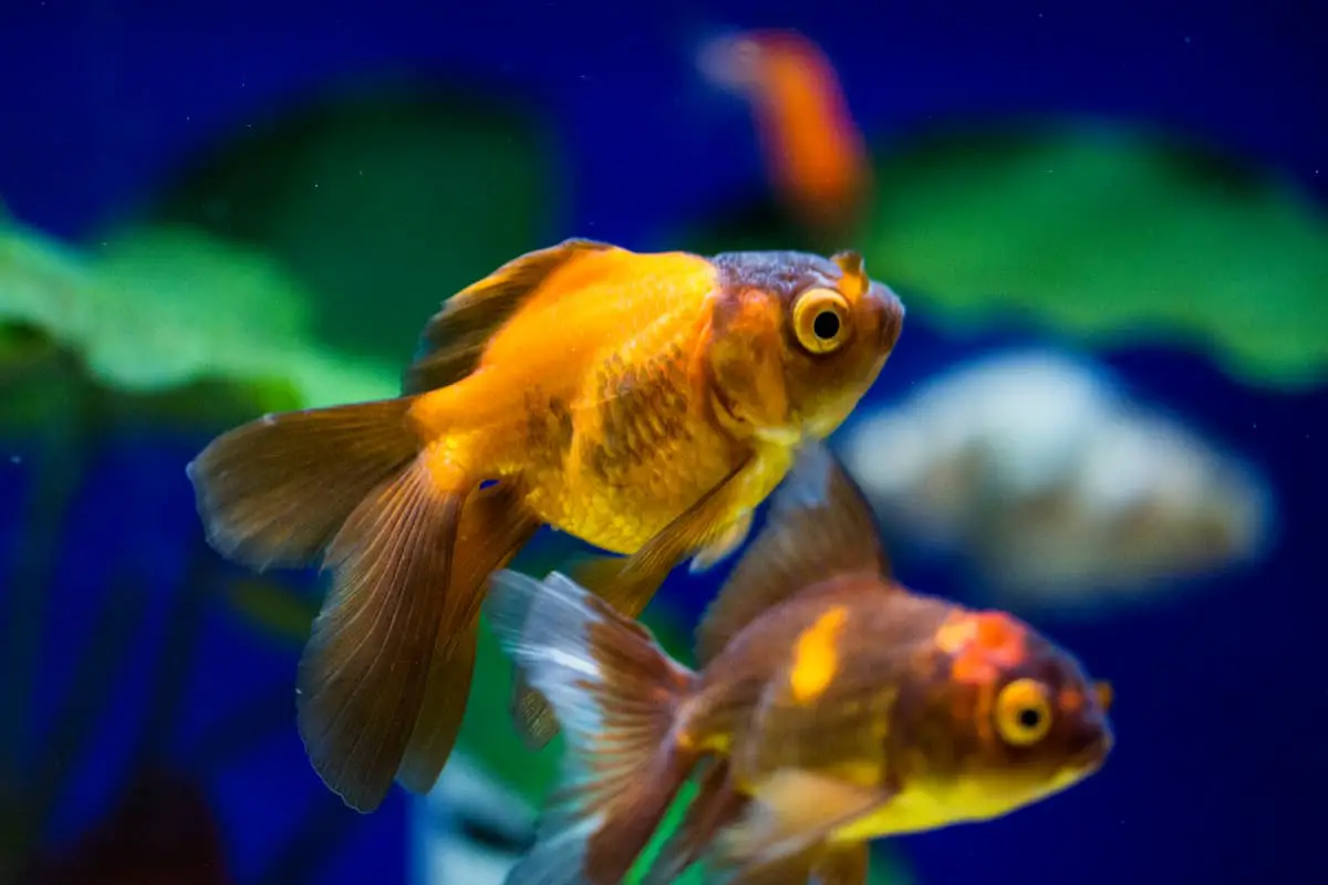 Oranda Goldfish Care How to Care for Oranda Goldfish with Fact Sheet