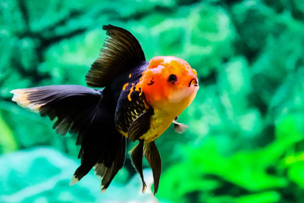 how to care for oranda goldfish