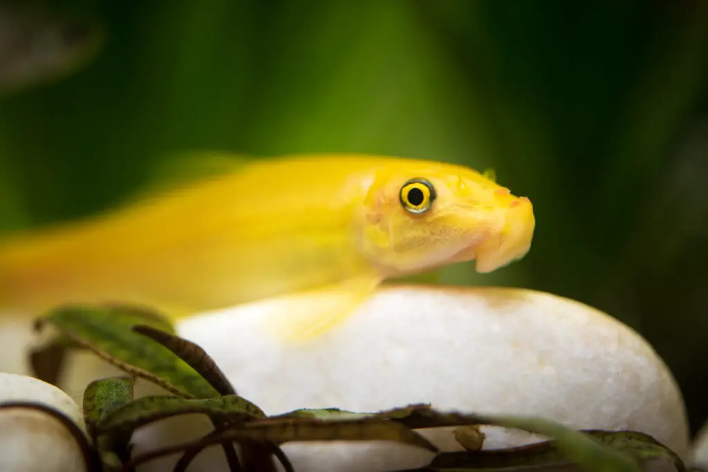 chinese algae eater care