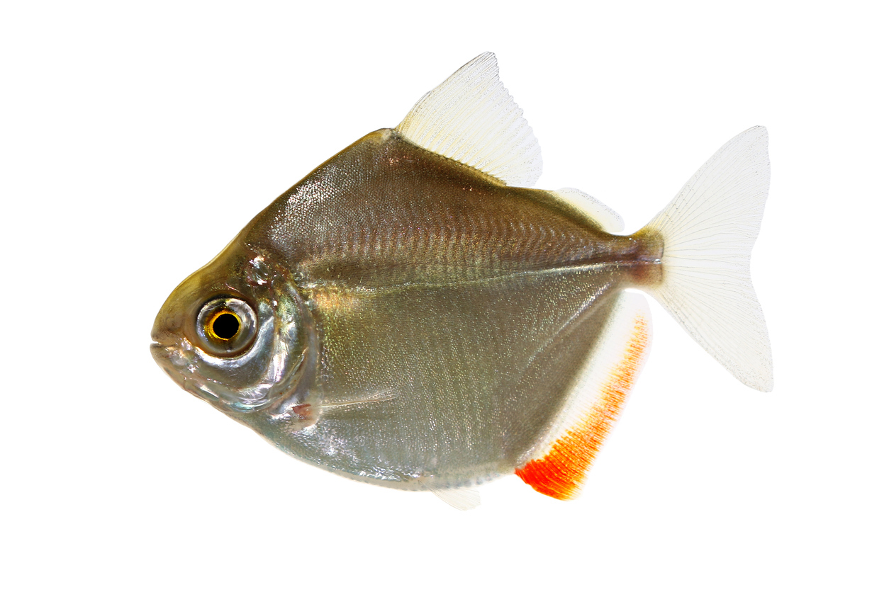 Silver Dollar Fish Care Guide Complete Fact Sheet, Breeding, & Behavior