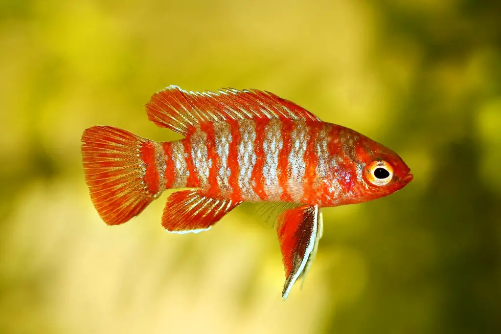 best fish for 5 gallon tank