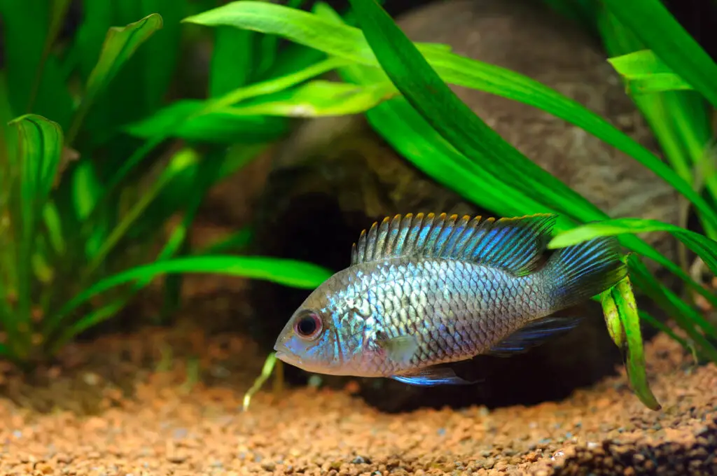 electric blue acara care guide