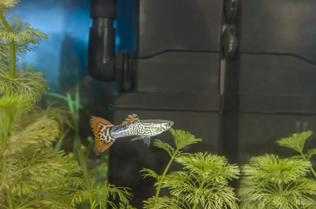 guppy grass care guide