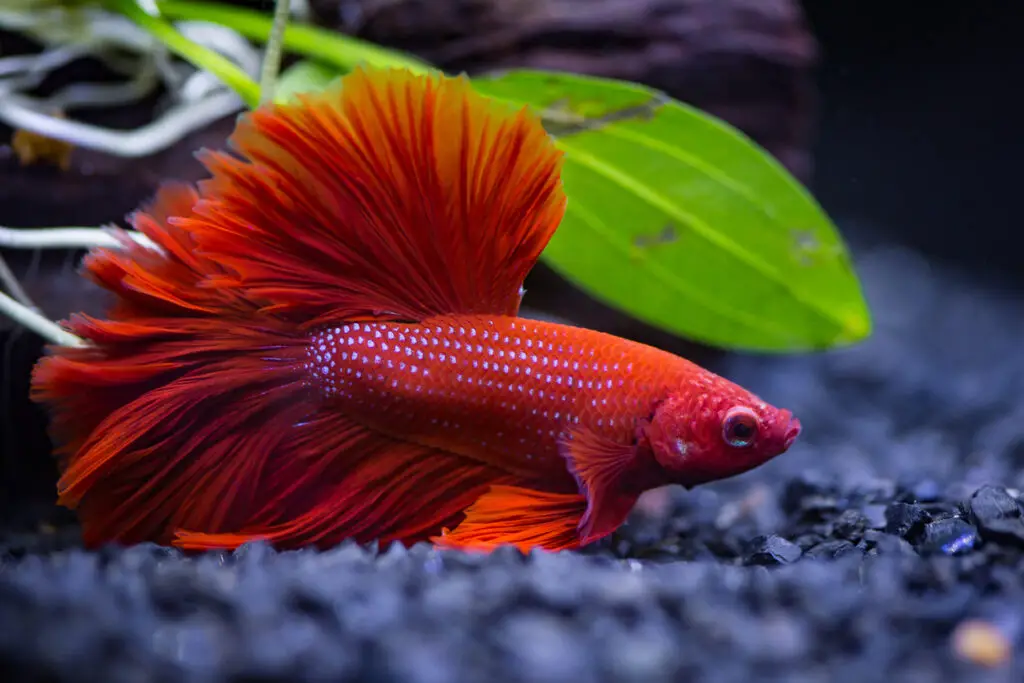 types of betta fish