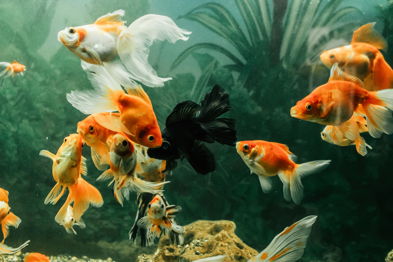 Types of Goldfish Top 35 Goldfish Species For Your Aquarium