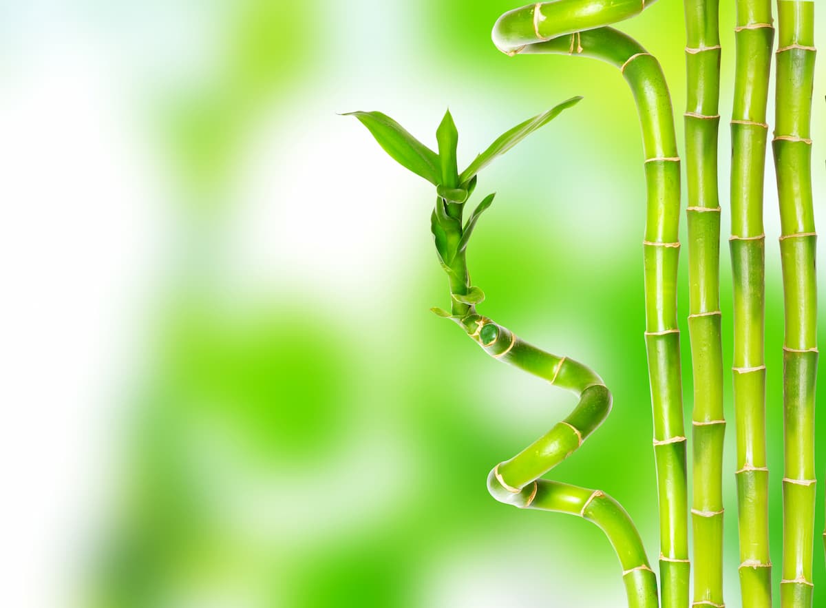 Growing Lucky Bamboo in Your Aquarium Complete Care Guide