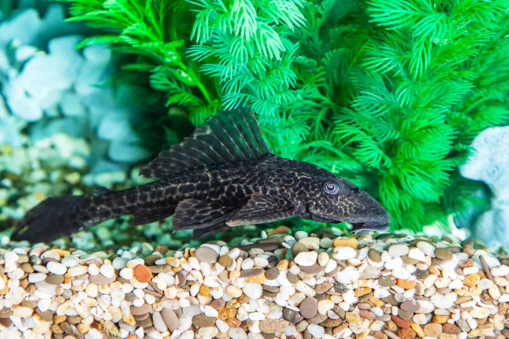 blue phantom pleco care