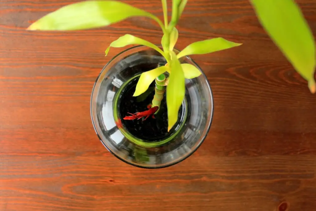 growing lucky bamboo