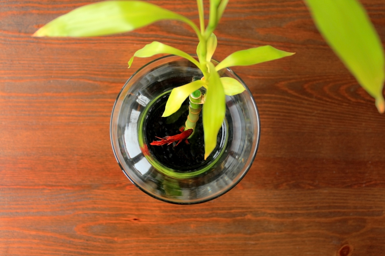 Growing Lucky Bamboo in Your Aquarium Complete Care Guide