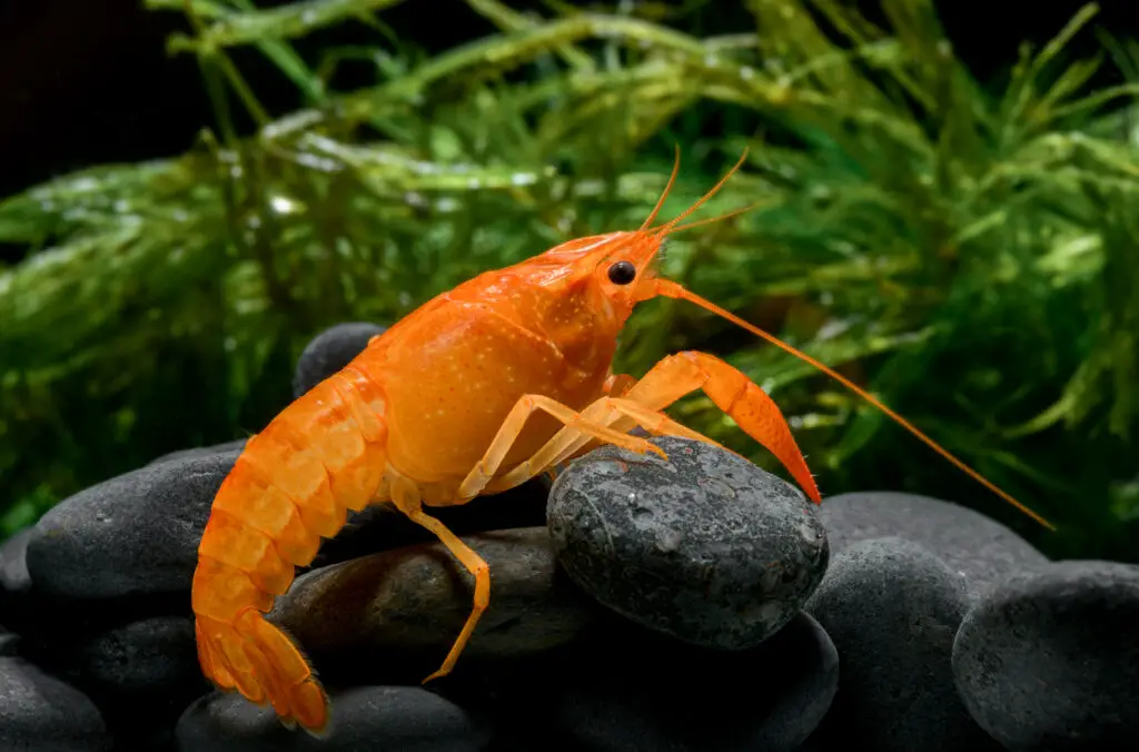 dwarf crayfish care