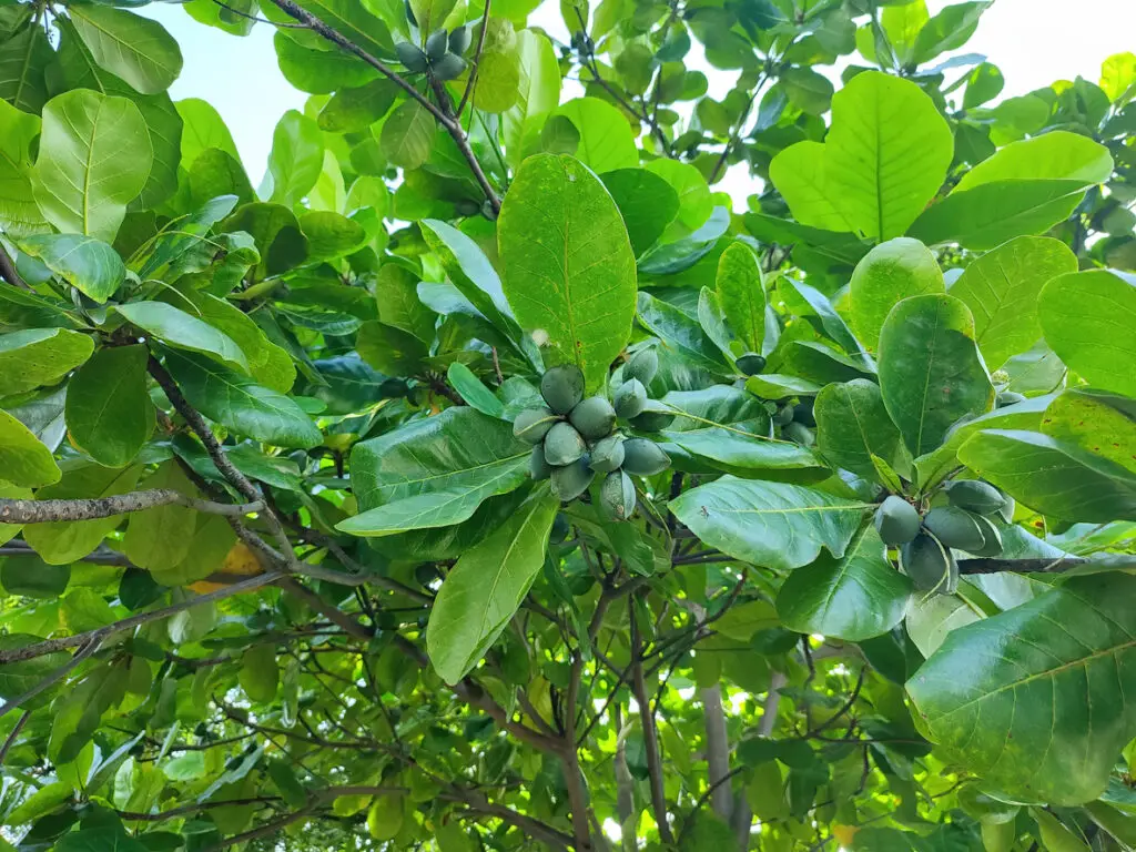 indian almond leaves