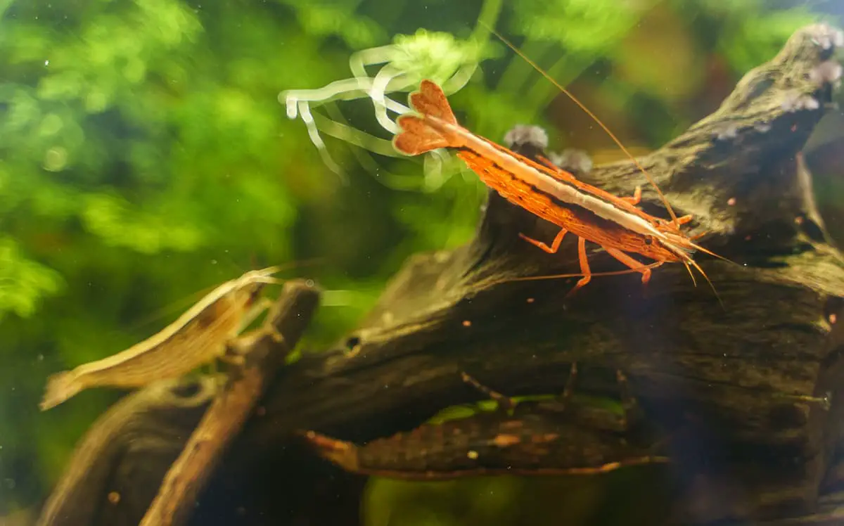 Goldfish Tank Mates Top 21 Fish That Can Safely Live With Goldfish