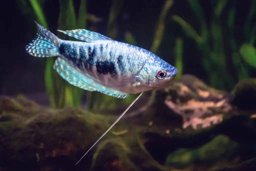 Opaline Gourami care