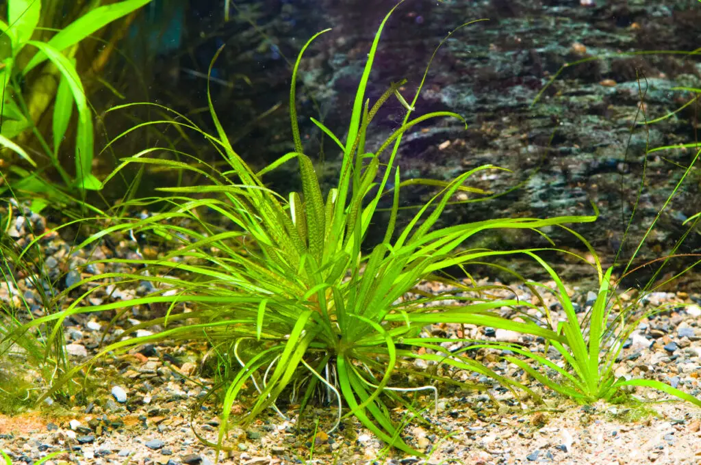 best aquarium grass