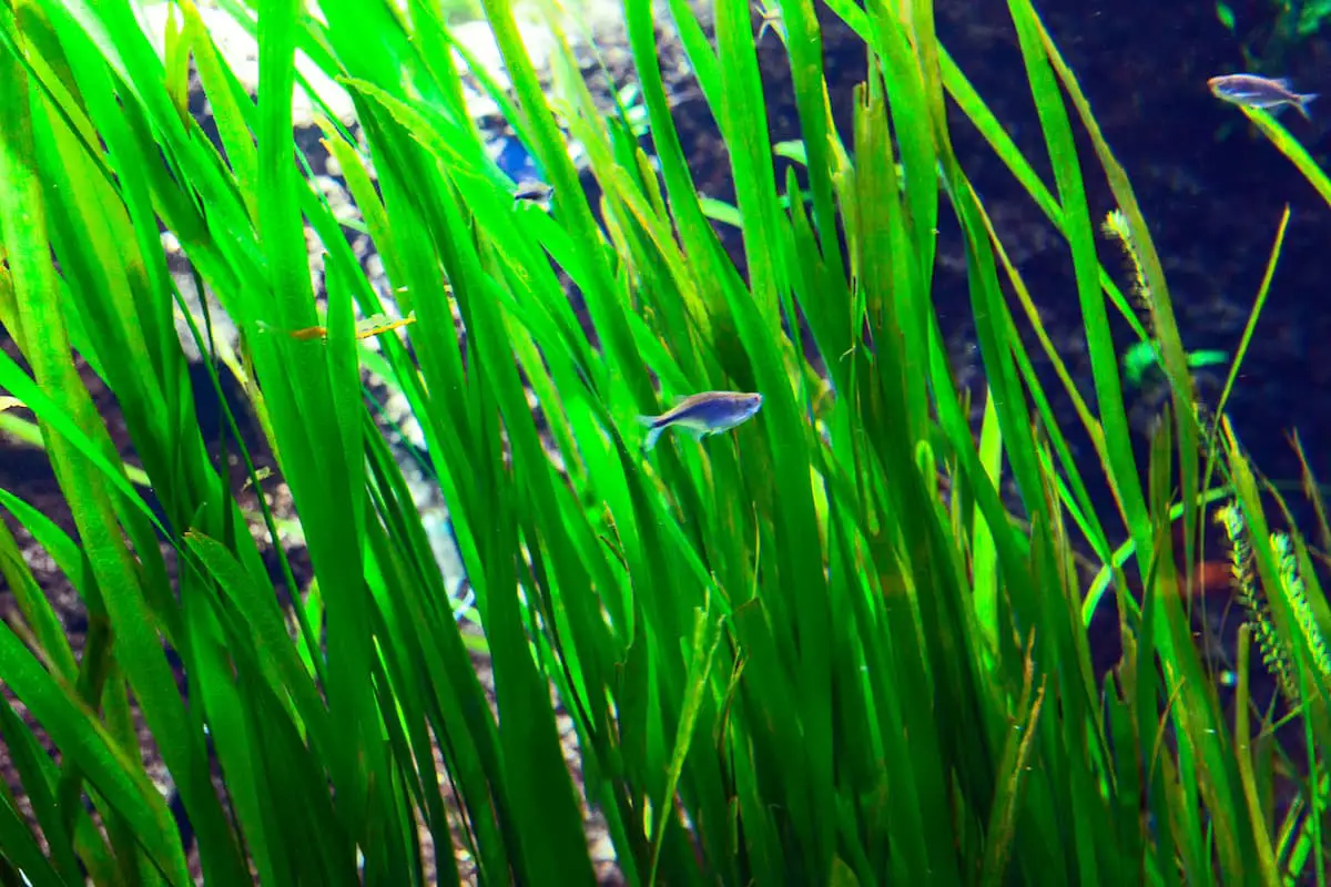 Best Aquarium Grass Top 8 Picks and Care Guides for Your Tank