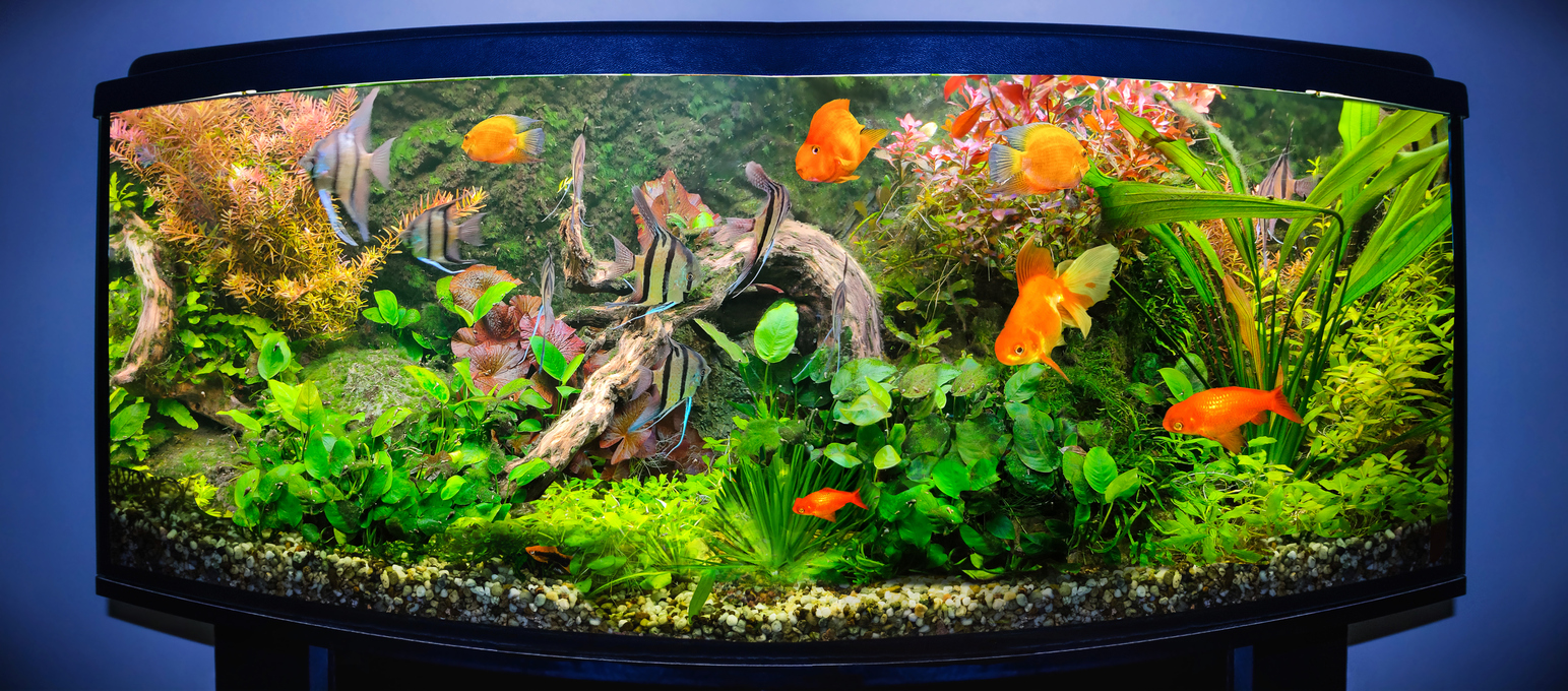 Best Aquarium Sand for Planted, Fresh, and Saltwater Tanks in 2023